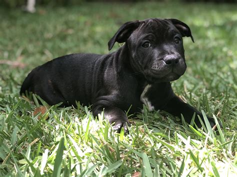 Pin by Julio Orellana on Favorite Dogs | Staffy pups, Bully breeds, Terrier