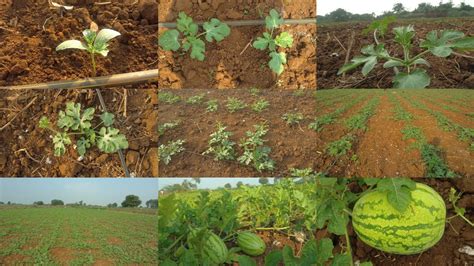 Watermelon Growing Process