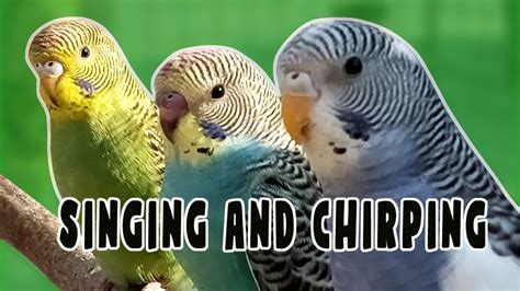 Happy Budgies Playing and Chirping and Singing 3 Hours | Relaxing Birds ...