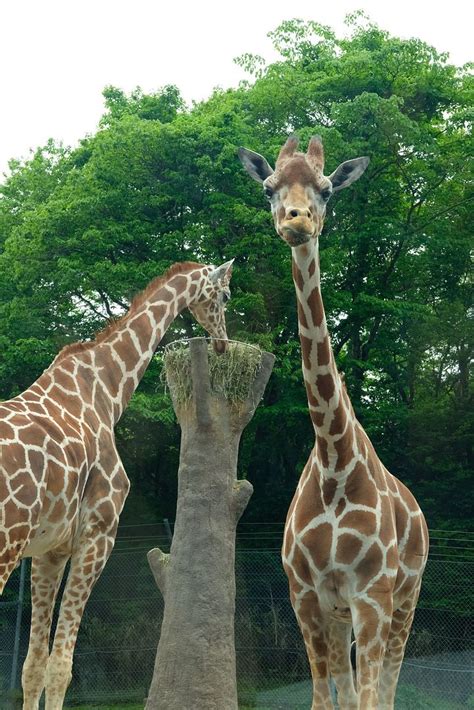 Fuji Safari Park - An Up Close Encounter with Wild Animals | Strictly Ours