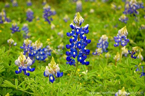 Texas Bluebonnets Are Here!! - R We There Yet Mom?