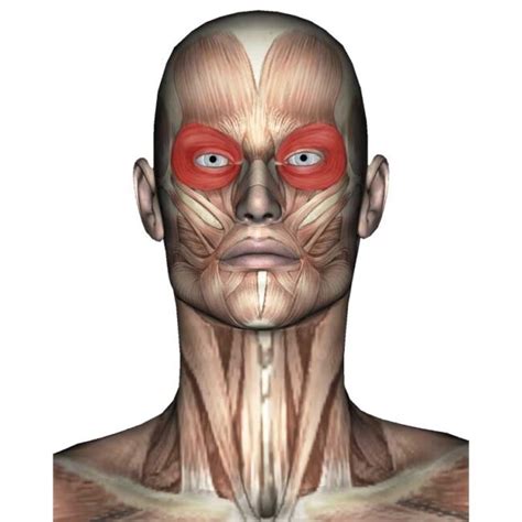 Orbicularis Oculi Anatomy: Origin, Insertion, Action, Innervation - The Wellness Digest