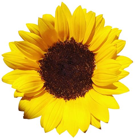 Sunflower PNG