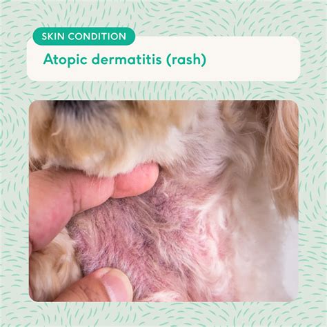 Dog skin allergies: triggers, symptoms and itch relief (with photos) | Lyka Blog