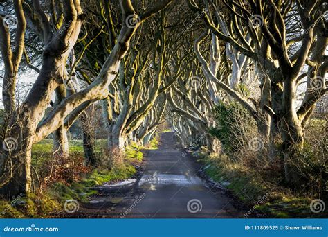 The Dark Hedges in Winter stock image. Image of ireland - 111809525