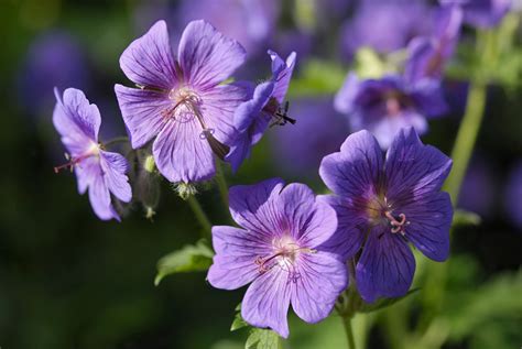 16 Eye-Catching Varieties of Hardy Geranium