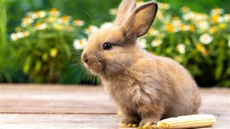 How To Attract Bunnies To Your Garden