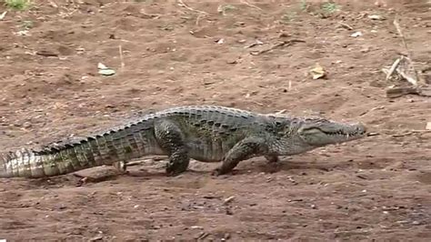 crocodile walk - Ranthambhore by vipultiger2001@gmail.com - YouTube