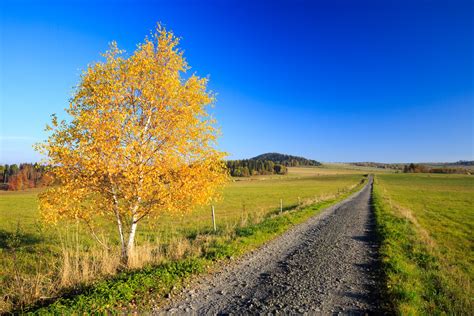 Birch Tree In Autumn Free Stock Photo - Public Domain Pictures