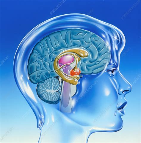 Artwork of the limbic system of the human brain - Stock Image - P330/0262 - Science Photo Library