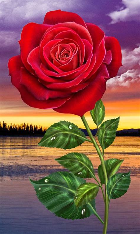 Red Rose Flowers Live Wallpaper | Best Flower Site