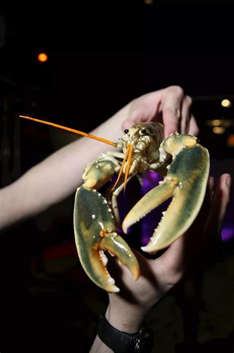 Mega-rare WHITE albino lobster goes on show in Britain after being ...