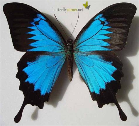 Papilio ulysses (Blue Emperor, Mountain Blue) Butterfly Images, Butterfly Art, Butterflies ...