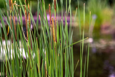 How to Grow and Care for Common Cattail