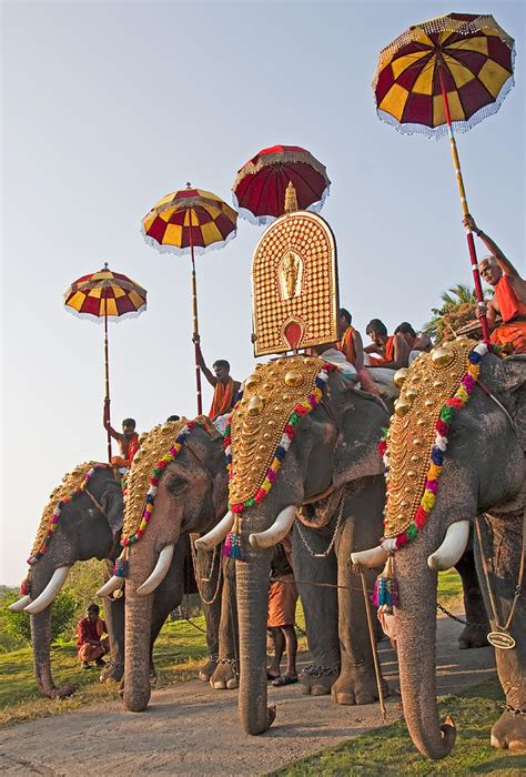 Kerala festival elephants Photograph by Dennis Cox - Fine Art America