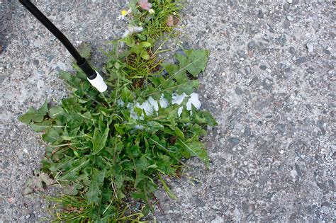 Post-Emergent Information - Types Of Post-Emergent Weed Killers | Gardening Know How