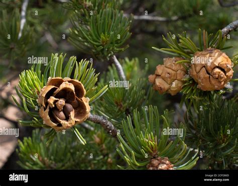 Pinon-bearing pine cones on a pinon, or Pinyon pine tree in the American Southwest Stock Photo ...