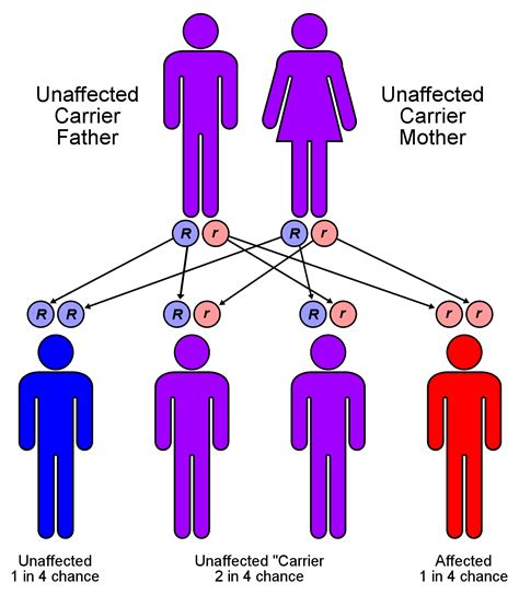 12.3C: Mendel’s Law of Segregation - Biology LibreTexts