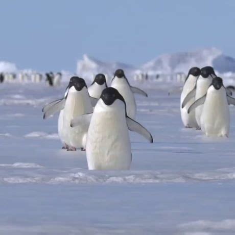 Just some waddling penguins | Cute penguins, Penguins, Funny animals