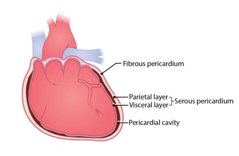 Fibrous Pericardium Histology