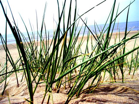 Free dune grass Stock Photo - FreeImages.com