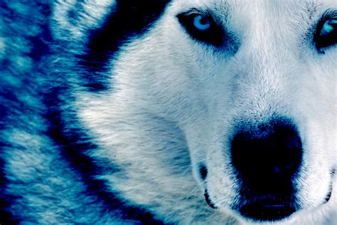 Ice Wolf Wallpaper (60+ images)