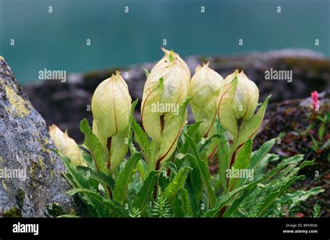 Brahma Kamal Lotus High Resolution Stock Photography and Images - Alamy