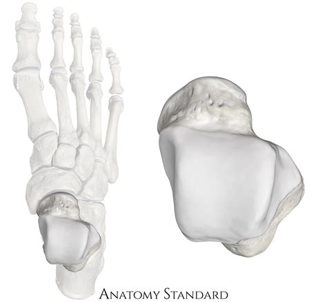 Anatomy Standard - Drawing Talus bone in situ & ex situ: superior view - no labels | AnatomyTOOL