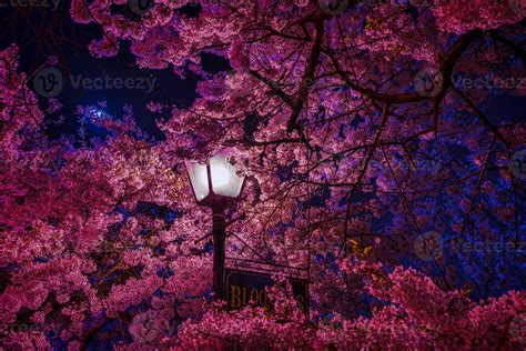 cherry blossom night background in a high-quality theme. 17008801 Stock Photo at Vecteezy