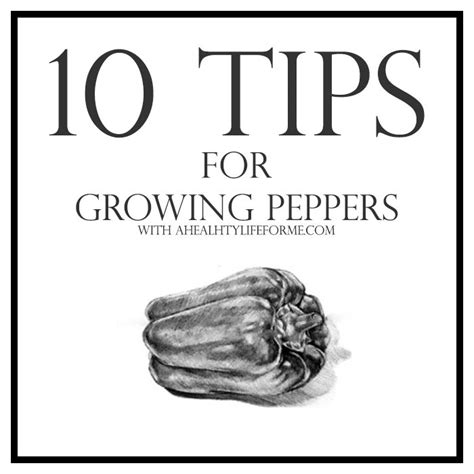 10 Tips for Growing Peppers » A Healthy Life For Me