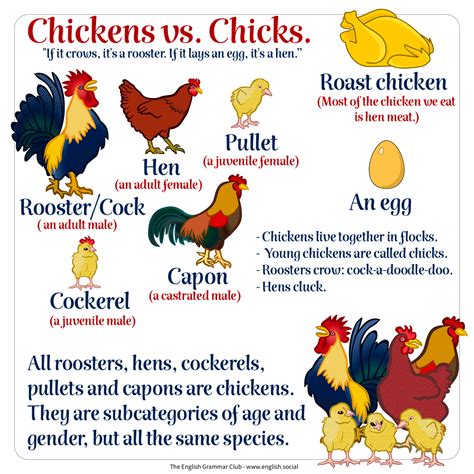 Chickens vs Chicks - Grammar Tips