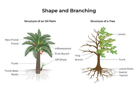 Oil Palm Anatomy: 5 Ways an Oil Palm Differs From a Typical Tree ...