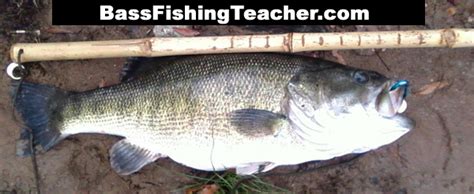 Shoal Bass Fishing - Bass Fishing Teacher