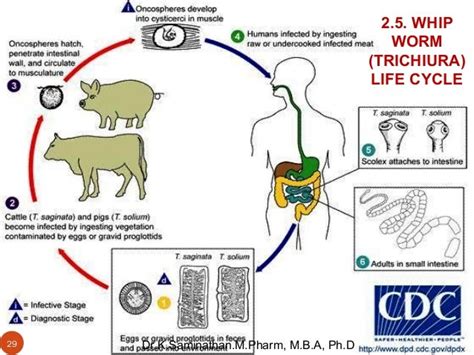 Mechanism Of Action Of Anthelmintic Drugs