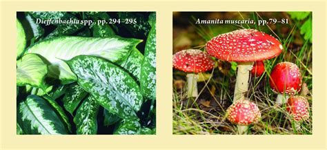 Poisonous Plant Books – Wild Food Adventures