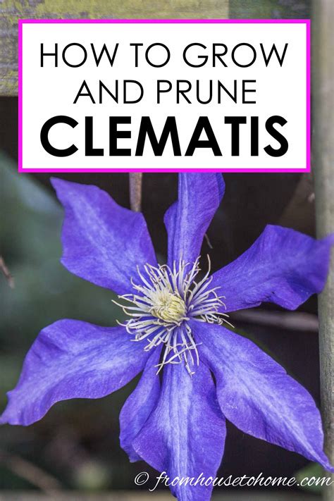 Clematis Care: The Ultimate Guide To Planting, Growing and Pruning Clematis - Gardening @ From ...