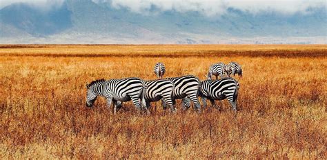 What Do Zebras Eat – Zebra Diet & Feeding Habits