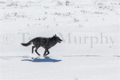 Black Wolf Running – Tom Murphy Photography