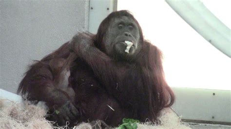 Denver Zoo orangutans mama Nias and new baby Cerah - YouTube