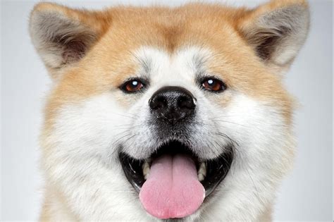 akita hachiko - Buscar con Google | Japanese dogs, Dog breeds, Japanese ...