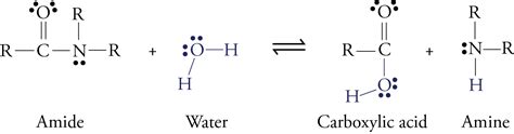 Chymotrypsin