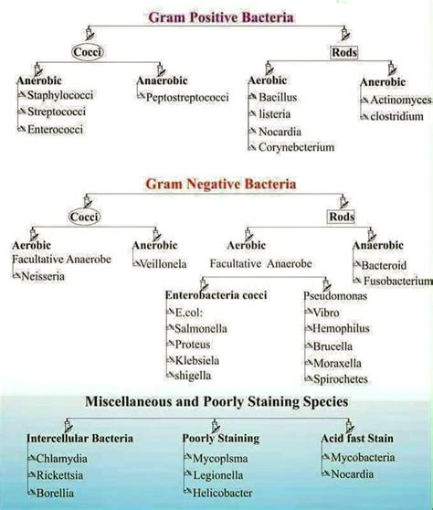 Gram Negative Bacteria Classification