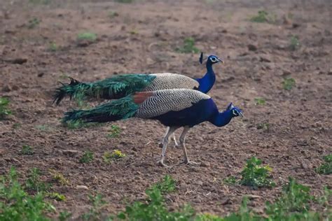 Indian Peafowl | Habitat, Origin, Characteristics & Complete Species Guide