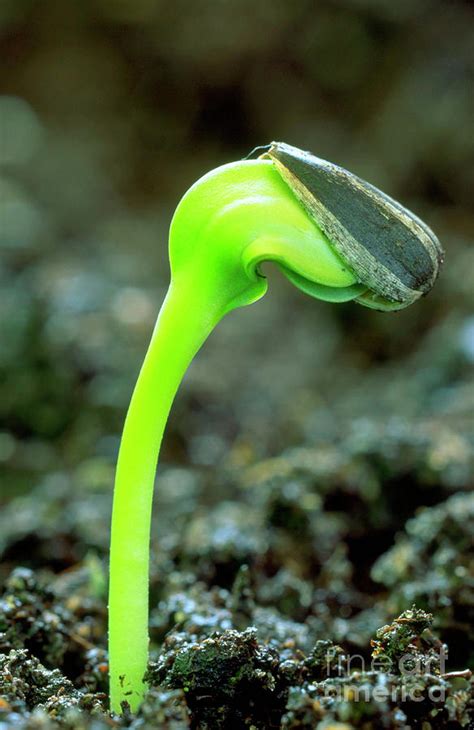 Germinating Sunflower Seed Photograph by Steve Taylor/science Photo ...