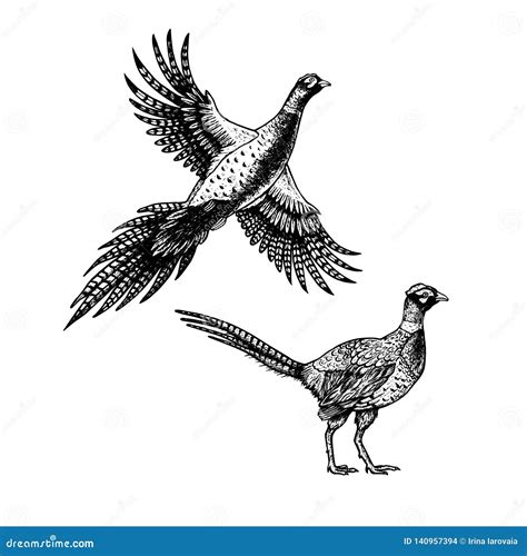 Hand Drawn Pheasant. Skethes of Birds. Vector Vintage Illustration. Stock Vector - Illustration ...