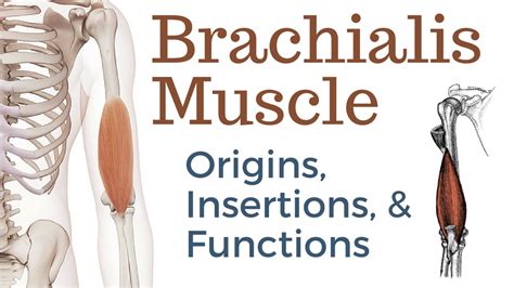 Brachioradialis Muscle Origin And Insertion