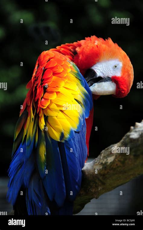 Red, Yellow & Blue Parrot Stock Photo - Alamy