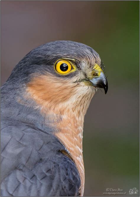 The Eurasian Sparrowhawk, aka Northern Sparrowhawk, is a small bird of prey in the family ...