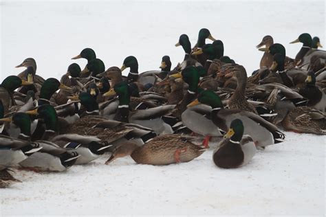 Ducks at snow Free Photo Download | FreeImages