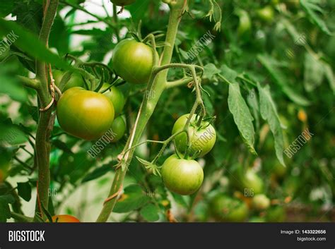 Hydroponic Tomato Image & Photo (Free Trial) | Bigstock